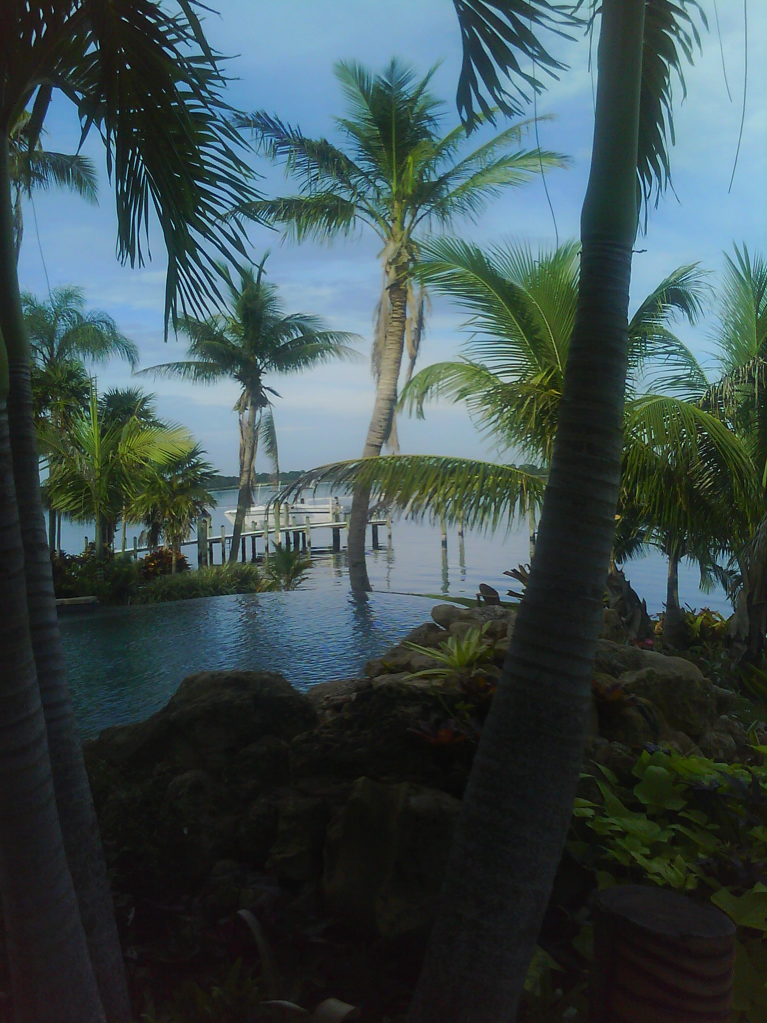 Coconuts in Stuart Florida, paradise! DISCUSSING PALM TREES WORLDWIDE